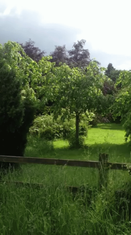 Taunton Trees